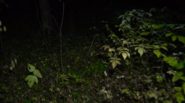 Gece ağaçlarda sonbahar video