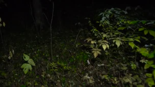 Vidéo des arbres nocturnes en automne 