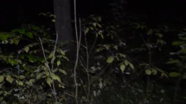 Sonbahar gece ağaçlarda görüntüleri