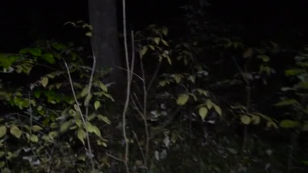 Footage of night trees in autumn — Stock Video