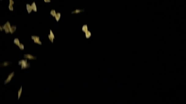 Відео макарони опадаючої пшениці — стокове відео