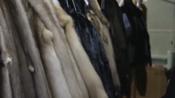 Footage of hanging minks pelts — Stock Video
