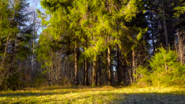 Video de bosque en día soleado — Vídeo de stock