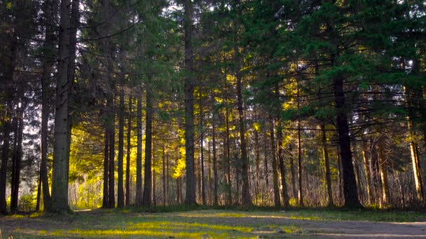 Vídeo de floresta ensolarada no outono — Vídeo de Stock