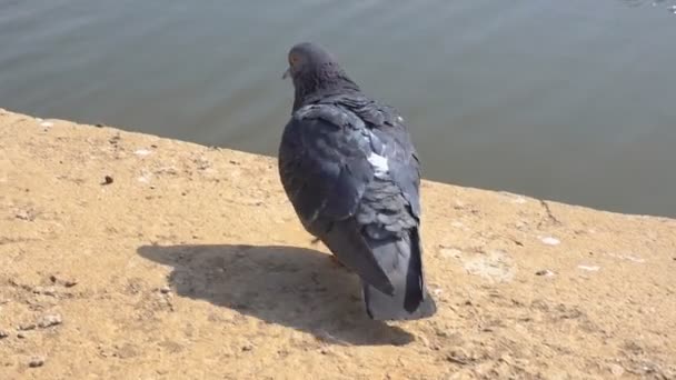 Walking Columba op de steen — Stockvideo