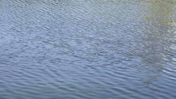 在这条河中流动的水 — 图库视频影像