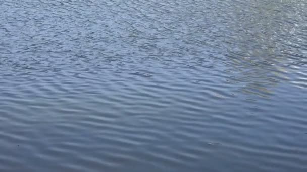 Eau qui coule dans l'étang 