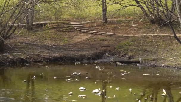 Acqua sporca nel parco con anatra — Video Stock