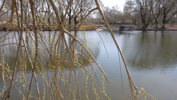 Lagoa no parque com ramo de salgueiro — Vídeo de Stock