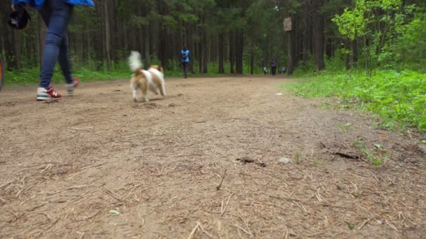 Marcher avec un animal de compagnie dans la forêt — Video