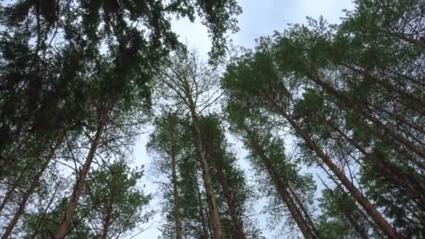 Pines tops wuivende in de wind — Stockvideo