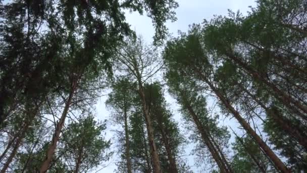 Wuivende in de wind Pines tops — Stockvideo