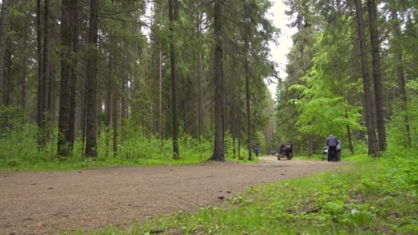 夏の森の馬車 — ストック動画