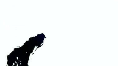 Siyah boya beyaz yüzeye yayılır