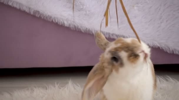 วิดีโอของกระต่ายเบจในสตูดิโอ — วีดีโอสต็อก