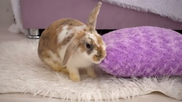 Video of fluffy beige bunny with pillow — Stock Video