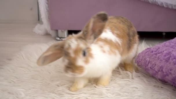 Пушистый бежевый кролик с подушкой — стоковое видео