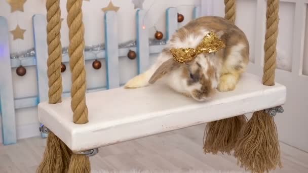 Bir tahterevalli üzerinde kabarık bej tavşan Video — Stok video