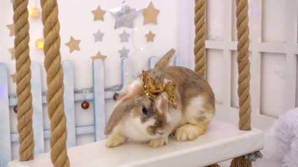 Puszysty beżowy królik na huśtawce — Wideo stockowe