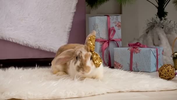 スタジオで休んでいるかわいい横たわっているベージュのウサギのビデオ — ストック動画