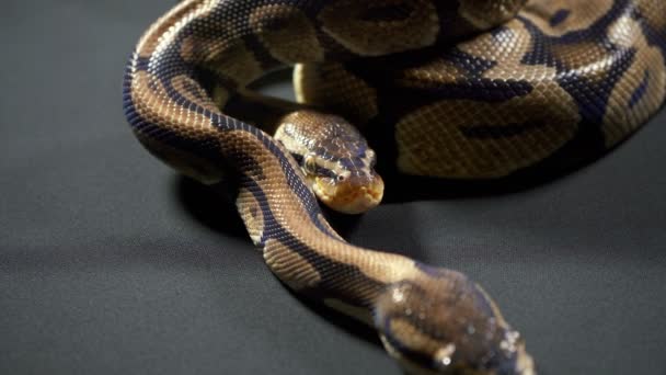 黑桌上的皇家球蛇的视频 — 图库视频影像