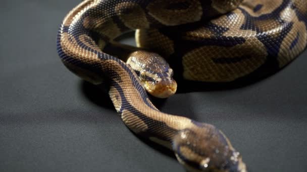 Videó a Royal Ball Python a sötét asztal — Stock videók