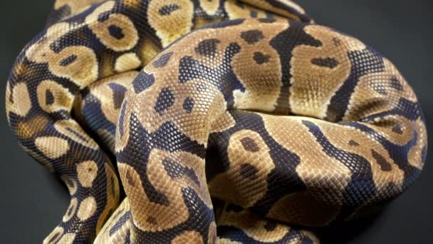 Video av Royal Ball python på mörk textur — Stockvideo