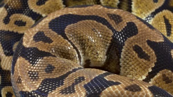 Video van Ball Royal python op donkere achtergrond — Stockvideo