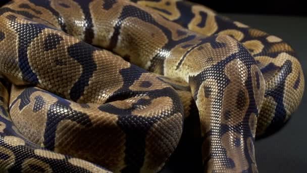 Video van Royal python op donkere achtergrond — Stockvideo