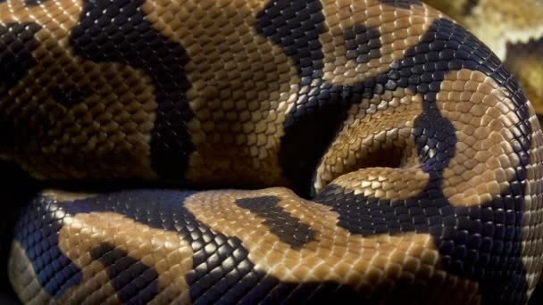 Video van Ball Royal python op donkere tafel — Stockvideo