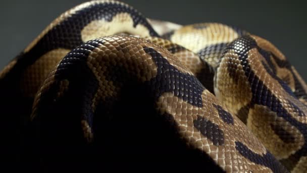 Wideo z Ball Python na ciemnym tekstury — Wideo stockowe