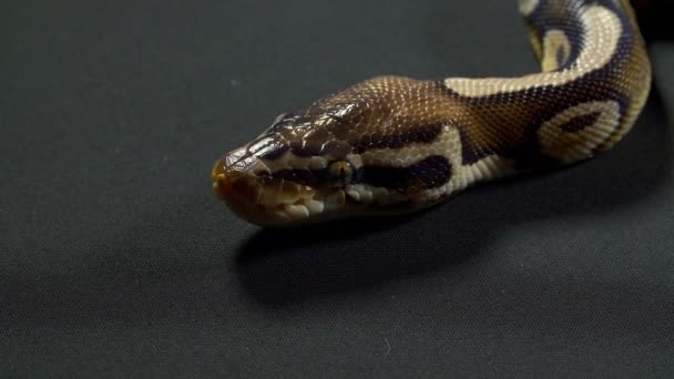 Videó a Royal Python a fekete asztal — Stock videók