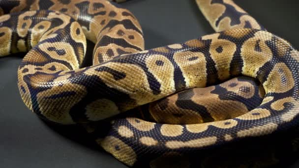Footage of royal ball python in dark — Stock Video