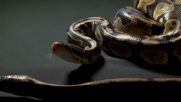 Video av Ball python på svart — Stockvideo
