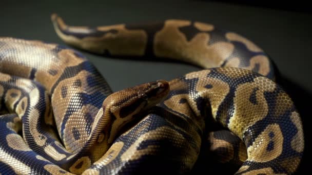 Filmación de python bola real en la mesa negra — Vídeos de Stock