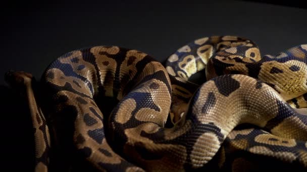 Footage of ball python on black table — Stock Video