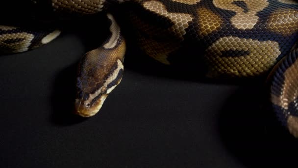 Footage of royal python in black — Stock Video