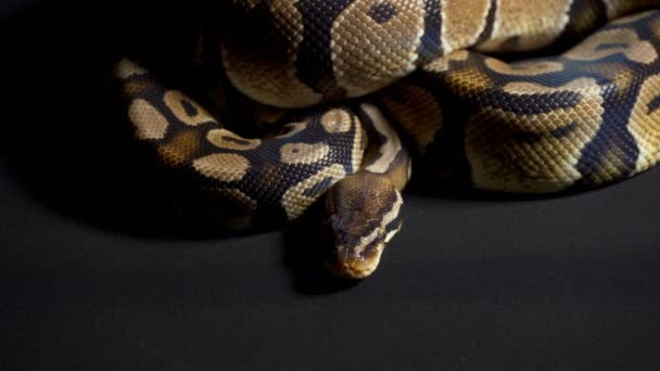 Beelden van Royal python op zwarte tafel — Stockvideo