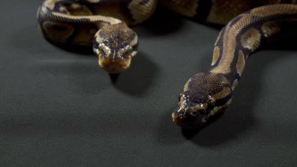 Video of ball royal python on black texture — Stock Video