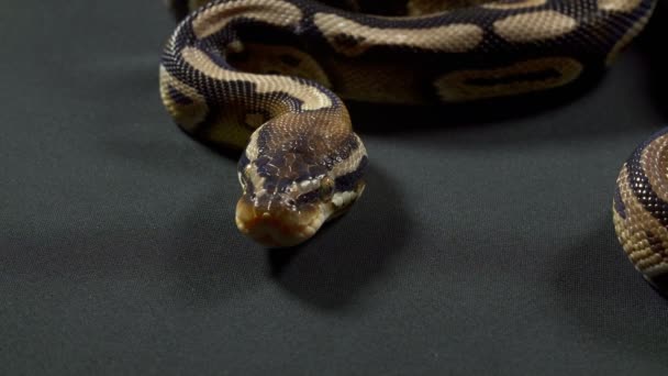 Wideo z Królewskiego Pythona na czarnym tle — Wideo stockowe