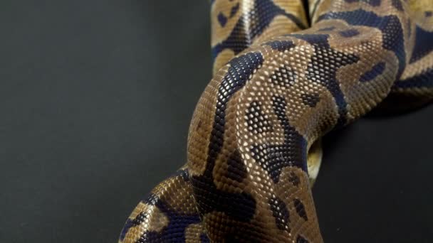 Video de bola python en negro — Vídeos de Stock