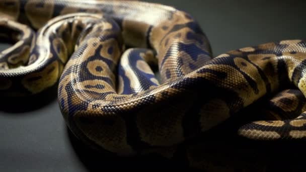 Beelden van Royal Ball python op donkere tafel — Stockvideo