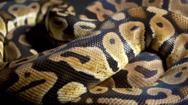 Footage of ball royal python on dark texture — Stock Video