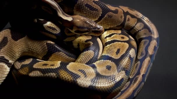 Bilder av bollen python på svart bakgrund — Stockvideo