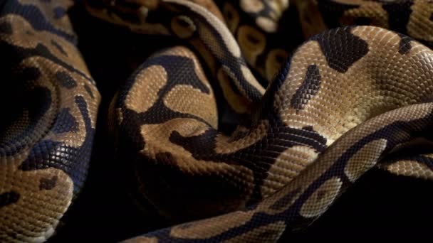 Footage of ball python on black material — Stock Video