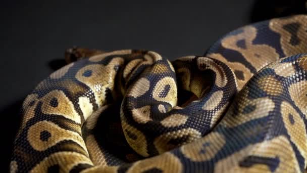 Footage of ball python on dark table — Stock Video