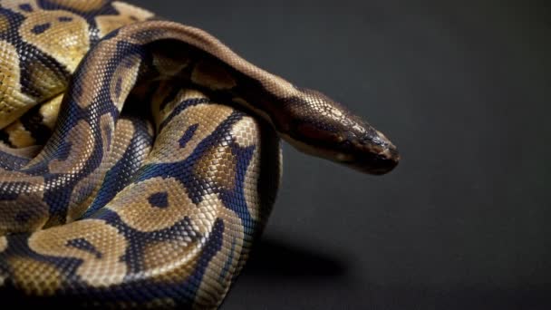 Images de python royal sur noir — Video