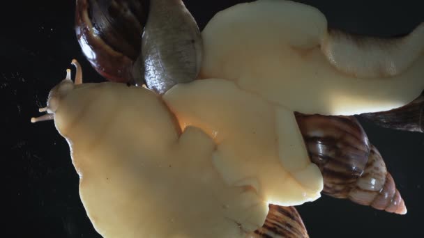 Video de los caracoles Achatina sobre fondo negro — Vídeo de stock