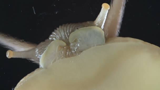 검은 배경에 달팽이의 매크로 비디오 — 비디오