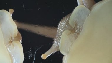 Siyah arka planda Achatina salyangozlarının Macro 'su